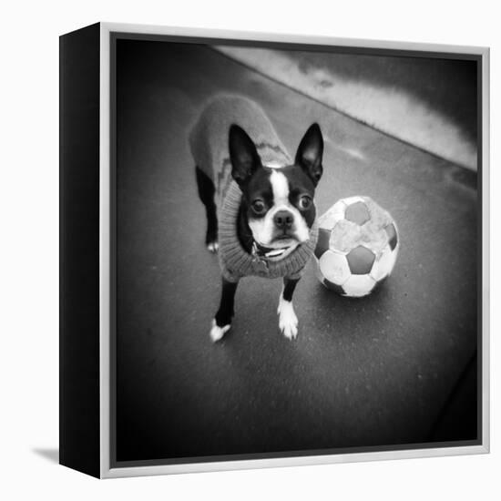 Boston Terrier with Soccer Ball-Theo Westenberger-Framed Premier Image Canvas