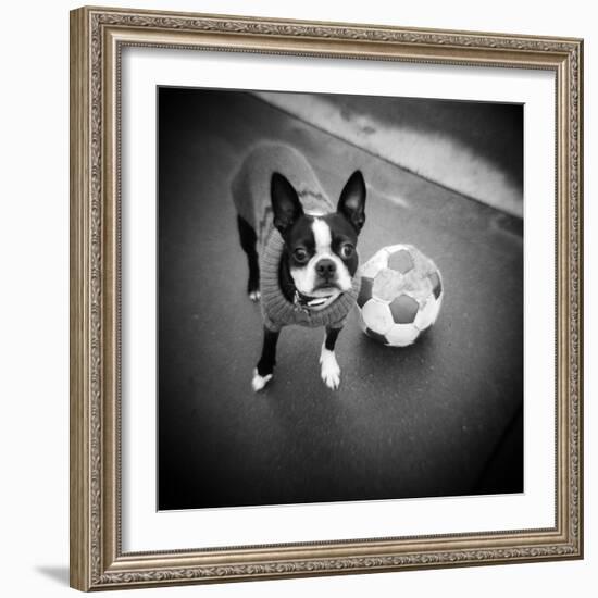 Boston Terrier with Soccer Ball-Theo Westenberger-Framed Photographic Print