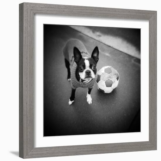 Boston Terrier with Soccer Ball-Theo Westenberger-Framed Photographic Print