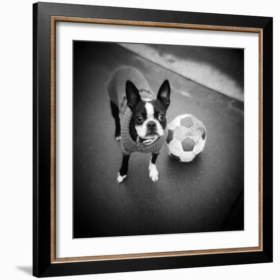 Boston Terrier with Soccer Ball-Theo Westenberger-Framed Photographic Print