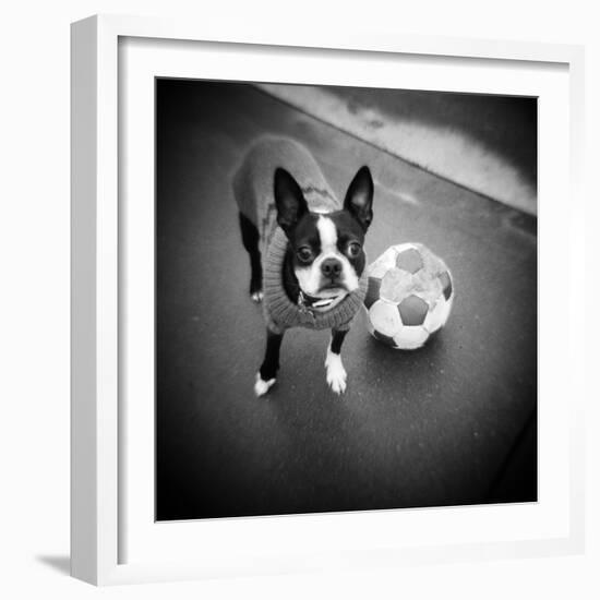 Boston Terrier with Soccer Ball-Theo Westenberger-Framed Photographic Print