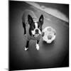 Boston Terrier with Soccer Ball-Theo Westenberger-Mounted Photographic Print