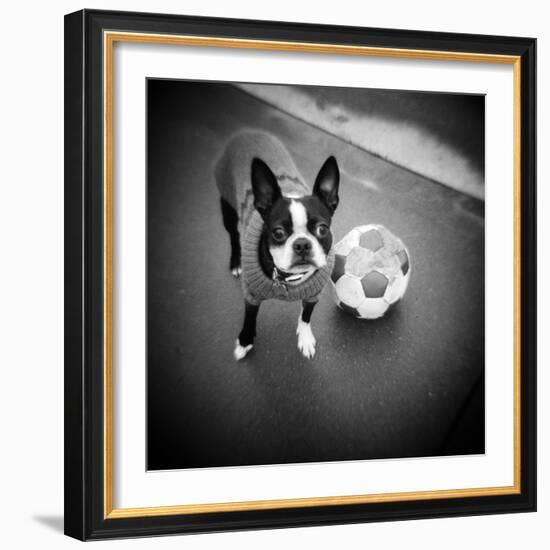 Boston Terrier with Soccer Ball-Theo Westenberger-Framed Photographic Print