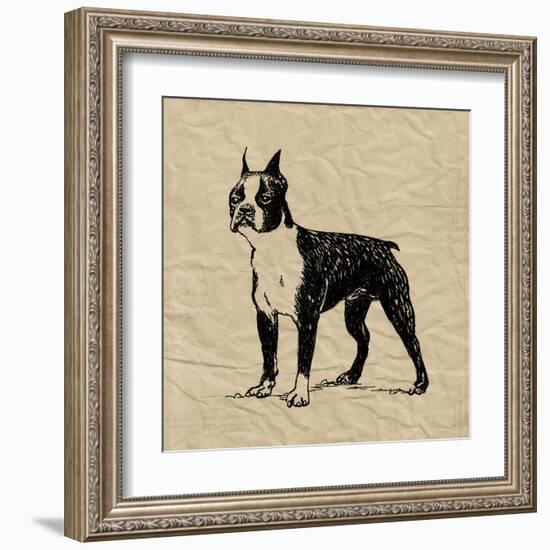 Boston Terrier-Sabine Berg-Framed Art Print