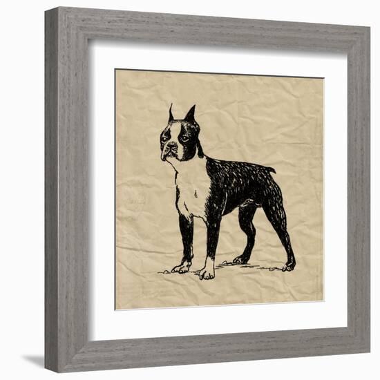 Boston Terrier-Sabine Berg-Framed Art Print