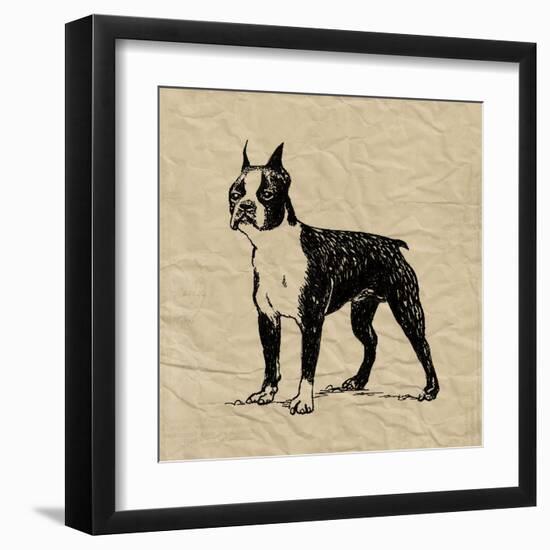 Boston Terrier-Sabine Berg-Framed Art Print