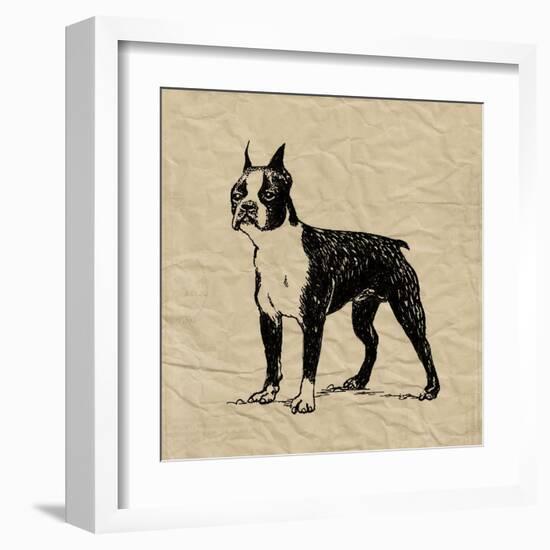 Boston Terrier-Sabine Berg-Framed Art Print