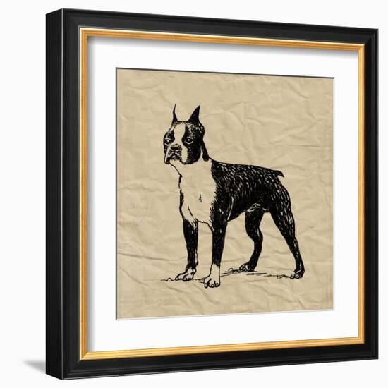 Boston Terrier-Sabine Berg-Framed Art Print