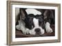Boston Terrier-null-Framed Photographic Print