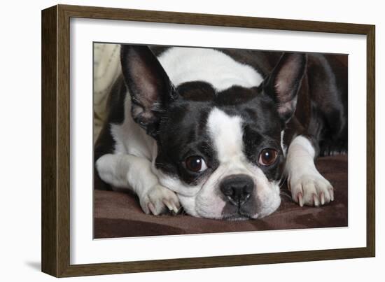 Boston Terrier-null-Framed Photographic Print