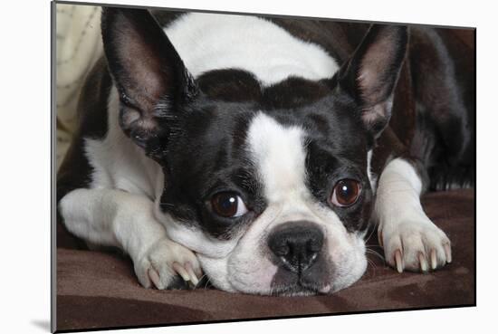 Boston Terrier-null-Mounted Photographic Print