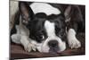 Boston Terrier-null-Mounted Photographic Print