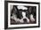Boston Terrier-null-Framed Photographic Print