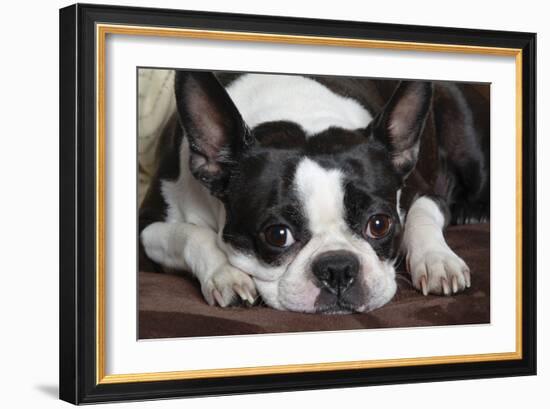 Boston Terrier-null-Framed Photographic Print