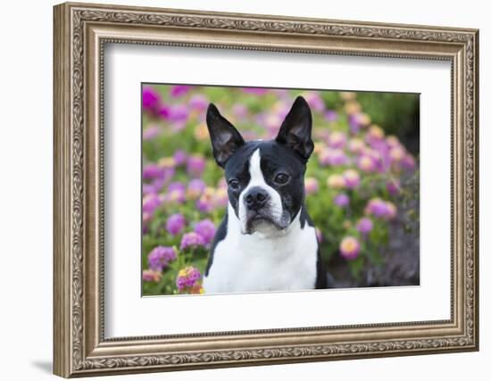 Boston Terrier-null-Framed Photographic Print