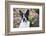 Boston Terrier-null-Framed Photographic Print