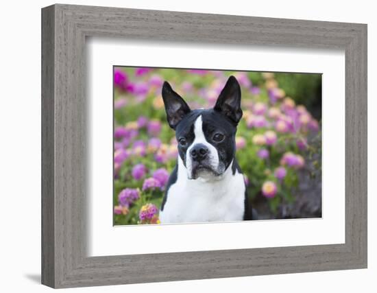 Boston Terrier-null-Framed Photographic Print