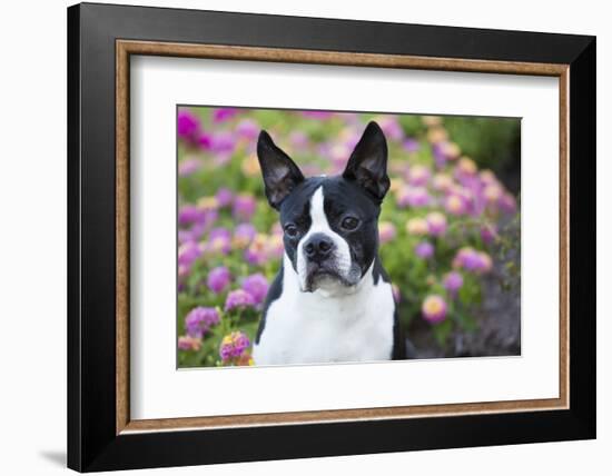 Boston Terrier-null-Framed Photographic Print