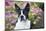 Boston Terrier-null-Mounted Photographic Print