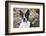 Boston Terrier-null-Framed Photographic Print