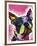 Boston Terrier-Dean Russo-Framed Premium Giclee Print