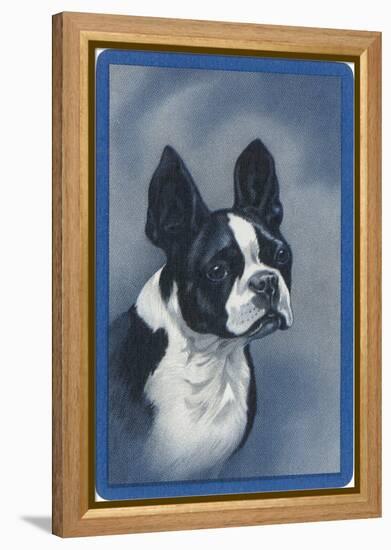 Boston Terrier-null-Framed Stretched Canvas