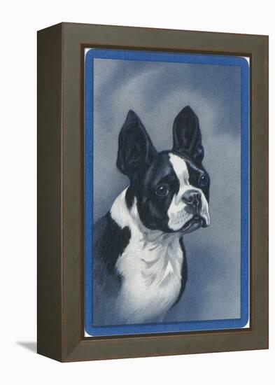 Boston Terrier-null-Framed Stretched Canvas