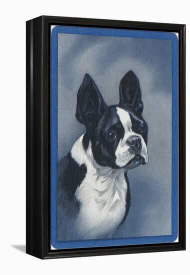 Boston Terrier-null-Framed Stretched Canvas