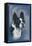 Boston Terrier-null-Framed Stretched Canvas