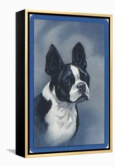 Boston Terrier-null-Framed Stretched Canvas