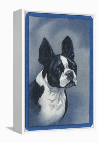 Boston Terrier-null-Framed Stretched Canvas