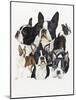 Boston Terrier-Barbara Keith-Mounted Giclee Print