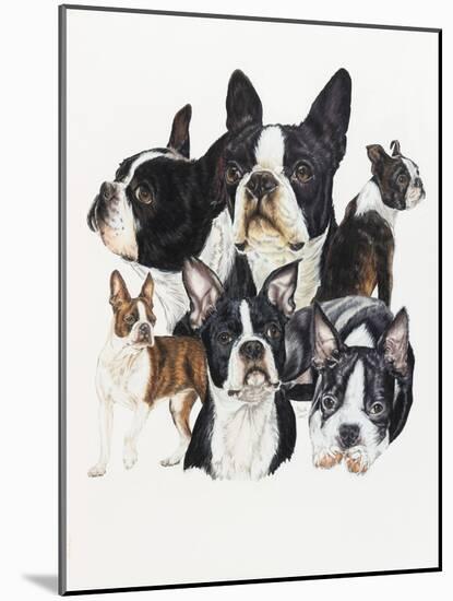 Boston Terrier-Barbara Keith-Mounted Giclee Print