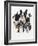 Boston Terrier-Barbara Keith-Framed Giclee Print