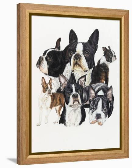 Boston Terrier-Barbara Keith-Framed Premier Image Canvas