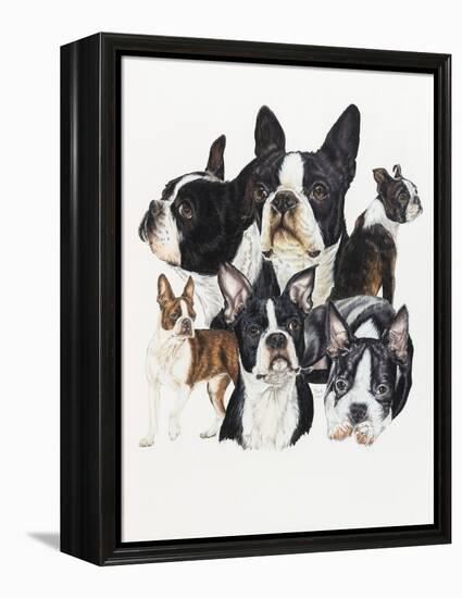 Boston Terrier-Barbara Keith-Framed Premier Image Canvas