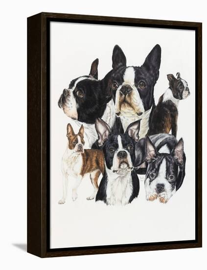 Boston Terrier-Barbara Keith-Framed Premier Image Canvas