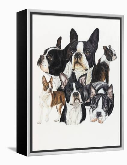 Boston Terrier-Barbara Keith-Framed Premier Image Canvas