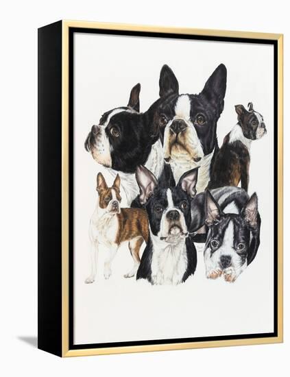 Boston Terrier-Barbara Keith-Framed Premier Image Canvas