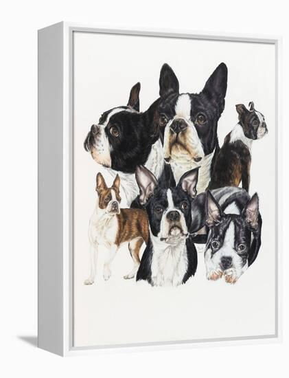 Boston Terrier-Barbara Keith-Framed Premier Image Canvas