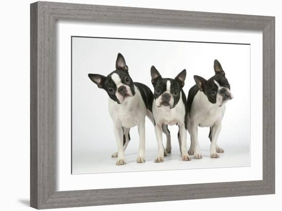 Boston Terriers, 3 Standing Together-null-Framed Photographic Print