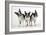 Boston Terriers, 3 Standing Together-null-Framed Photographic Print