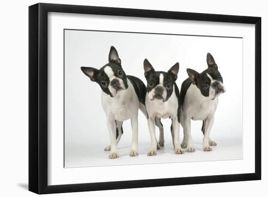 Boston Terriers, 3 Standing Together-null-Framed Photographic Print