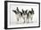 Boston Terriers, 3 Standing Together-null-Framed Photographic Print