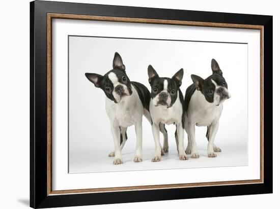 Boston Terriers, 3 Standing Together-null-Framed Photographic Print