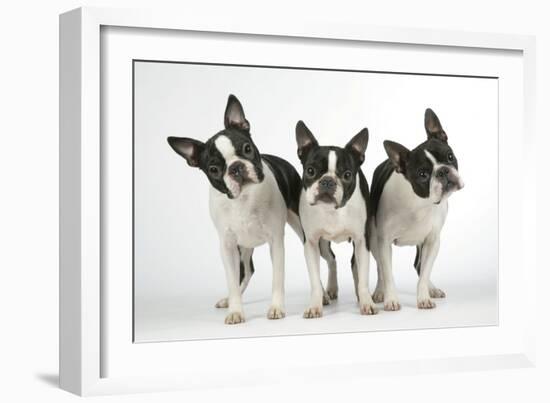 Boston Terriers, 3 Standing Together-null-Framed Photographic Print