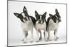 Boston Terriers, 3 Standing Together-null-Mounted Photographic Print