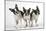 Boston Terriers, 3 Standing Together-null-Mounted Photographic Print