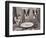 Boston Terriers Dining-Theo Westenberger-Framed Art Print