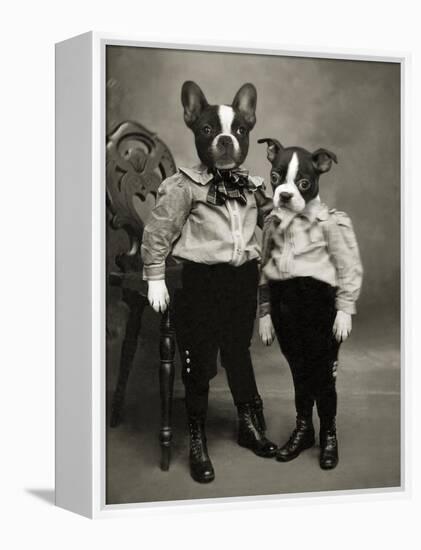 Boston Terriers-J Hovenstine Studios-Framed Premier Image Canvas